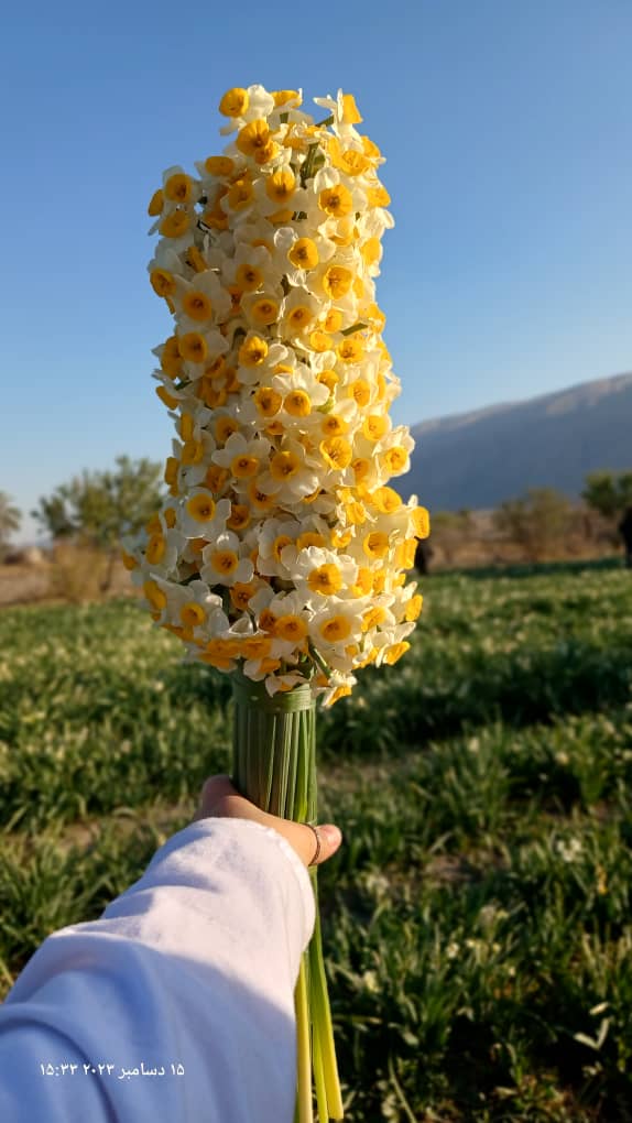اردوی یک روزه نرگس زار خفر شیراز