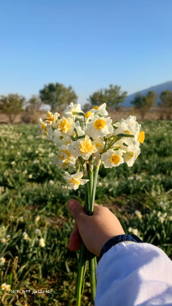 اردوی یک روزه نرگس زار خفر شیراز